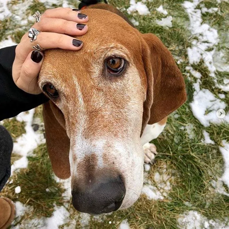 Dog Adjustable Ring