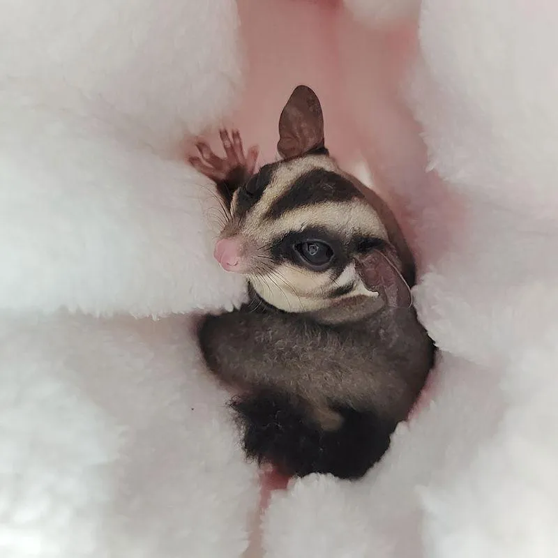 Hanging Plush Tunnel for Small Animals